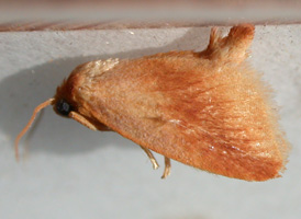 Early Button Slug